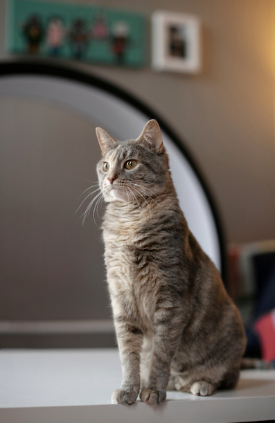 Entenda mais sobre a gripe felina. Foto: FreePik