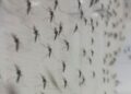 mosquitos