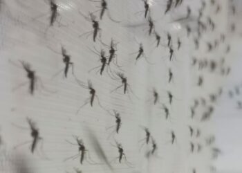 mosquitos