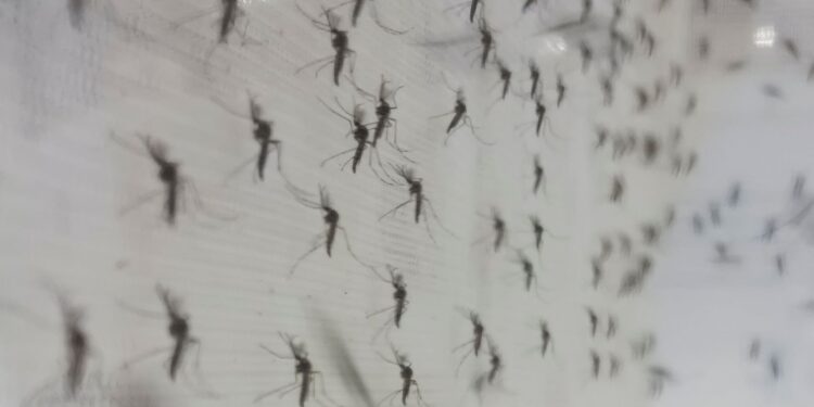 mosquitos