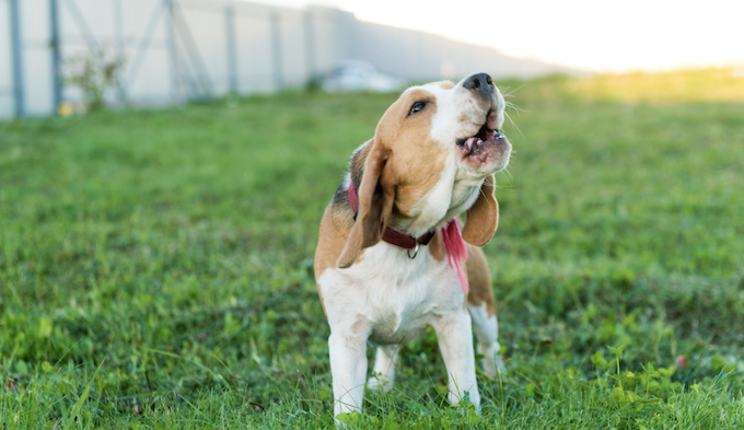 Entenda por que seu pet se coça tanto. Foto: Magnific