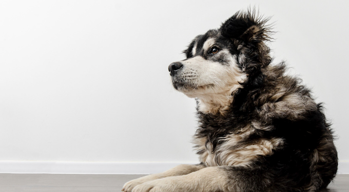 Entenda por que seu pet se coça tanto. Foto: Magnific
