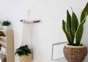 Descubra como decorar o cômodo mais esquecido da casa com opções lindas, fáceis de cuidar e que sobrevivem até com pouca luz natural. Foto: Magnific