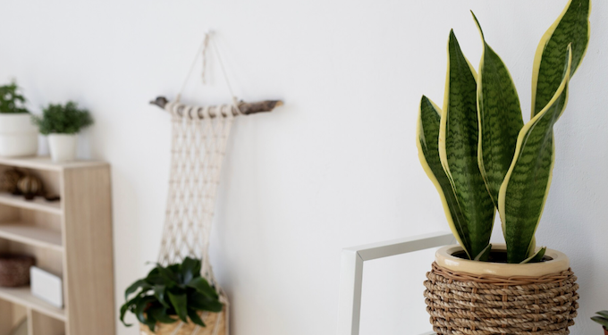 Descubra como decorar o cômodo mais esquecido da casa com opções lindas, fáceis de cuidar e que sobrevivem até com pouca luz natural. Foto: Magnific