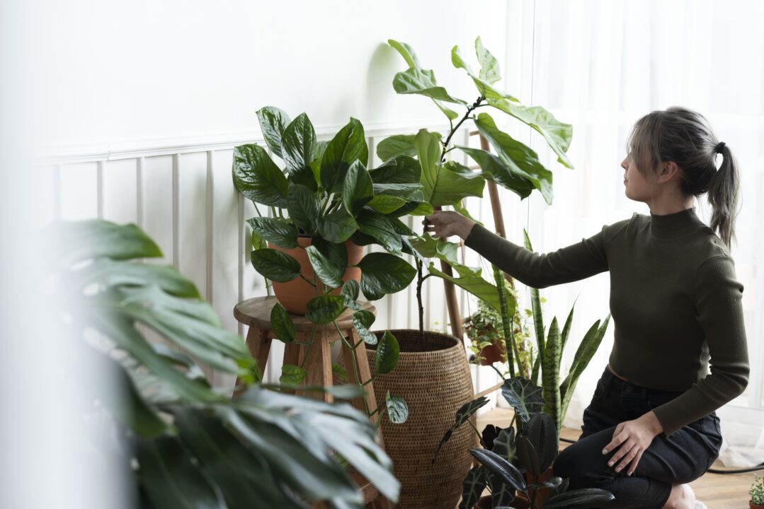 Saiba como cuidar da sua planta no inverno