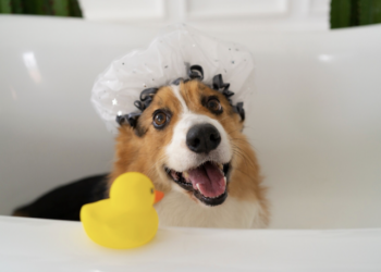 Banho semanal no pet faz mal? Entenda. Foto: Magnific
