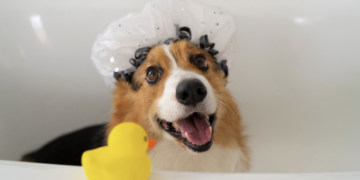 Banho semanal no pet faz mal? Entenda. Foto: Magnific