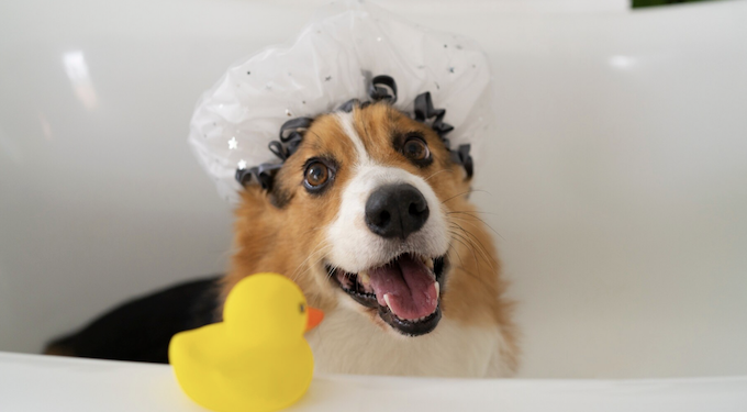 Banho semanal no pet faz mal? Entenda. Foto: Magnific