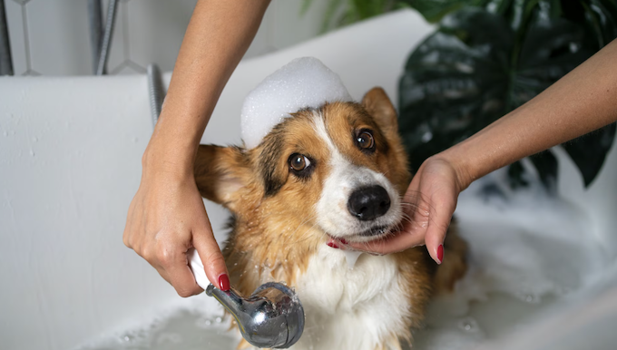 Banho semanal no pet faz mal? Entenda. Foto: Magnific