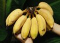 banana