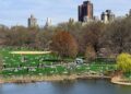 Central Park, em Nova York, reúne famílias e visitantes nos gramados durante um dia de verão