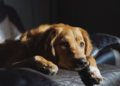 Cachorro cardíaco: o que fazer? Foto: Magnific