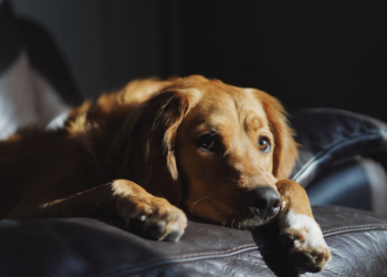 Cachorro cardíaco: o que fazer? Foto: Magnific