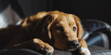 Cachorro cardíaco: o que fazer? Foto: Magnific