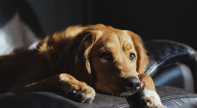Cachorro cardíaco: o que fazer? Foto: Magnific