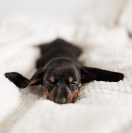 Cachorro cardíaco: o que fazer? Foto: Magnific