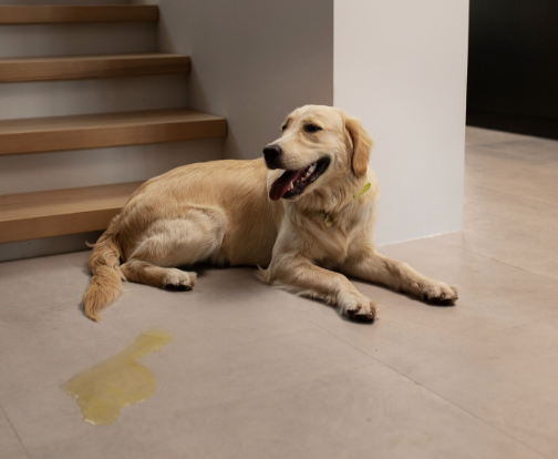 Como limpar o "cheiro do pet"! Foto: Magnific
