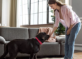 Como limpar o "cheiro do pet"! Foto: Magnific