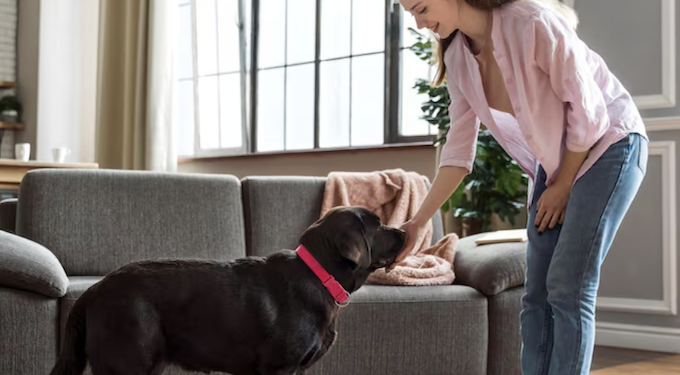 Como limpar o "cheiro do pet"! Foto: Magnific