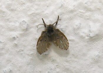 moscas de banheiro