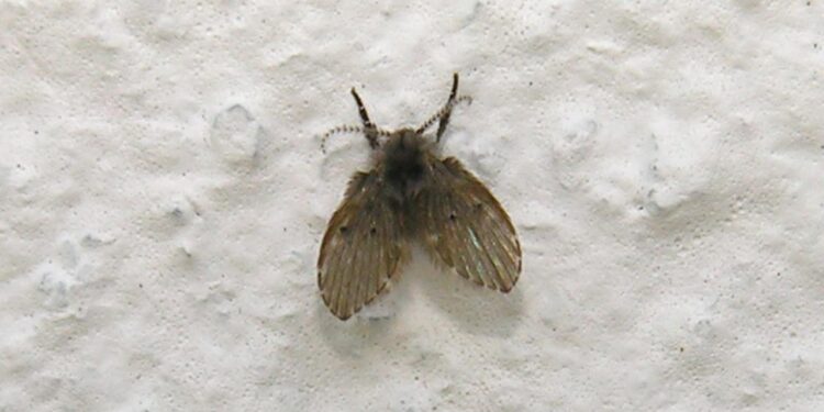 moscas de banheiro