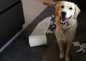 Pet com mau-hálito? Veja como melhorar. Foto: Magnific