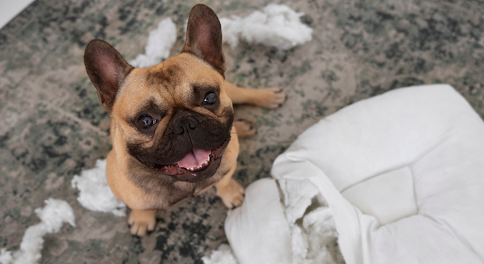 Pet com mau-hálito? Veja como melhorar. Foto: Magnific